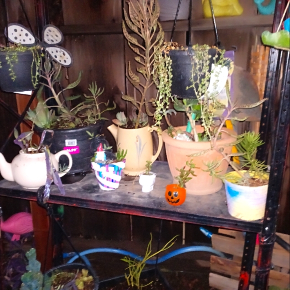 Succulent arrangements